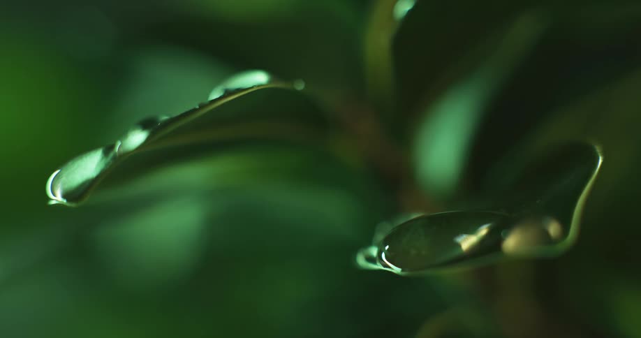 Close up of water dripping and falling over the edge of green leafs