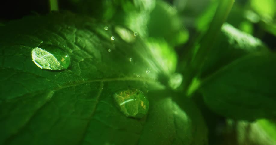 Droplets of water are sitting on the leaf of a green plant