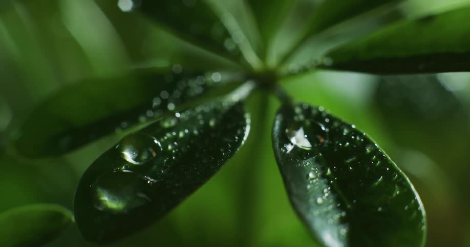 Waterdroplets fall on green leaf in the forest