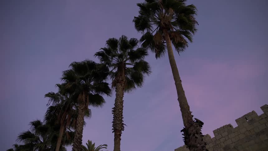 Palm trees line a stone wall at sunset