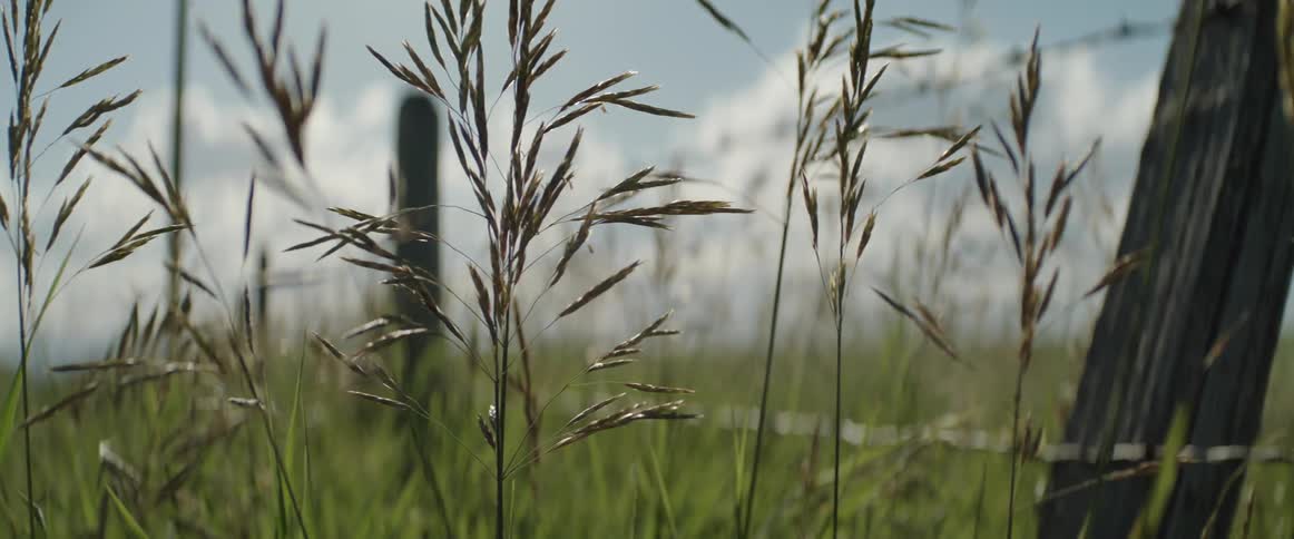 A close up view of grass out in a field