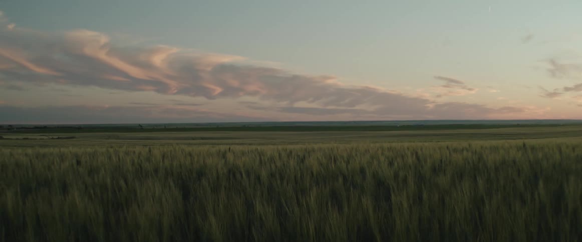 A light wind blows through tall grass in a field in the evening