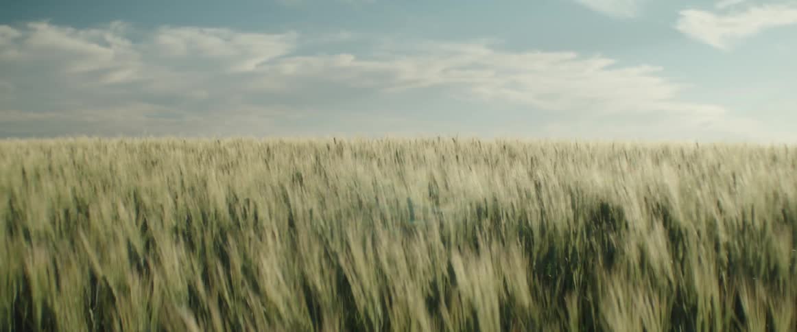 An entire wheat field sways gently in the wind on a sunny day