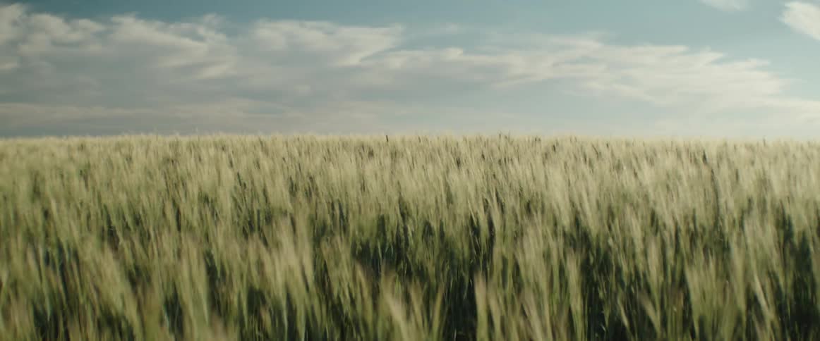 Wheat growing on a field waving in the wind during the day
