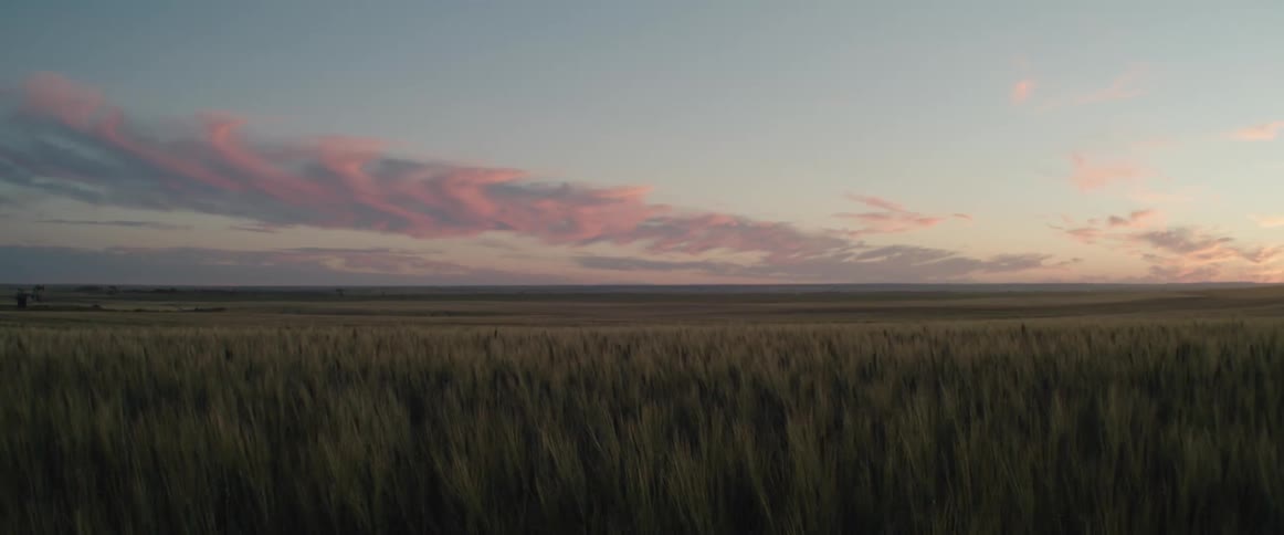 View of fields of wheat at dusk