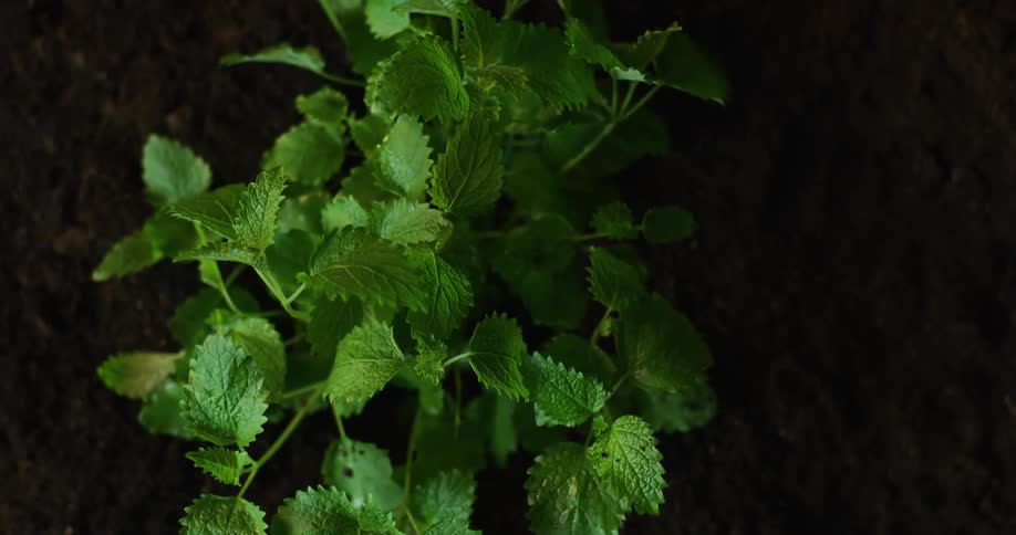 Herb slowly retracting back into the ground
