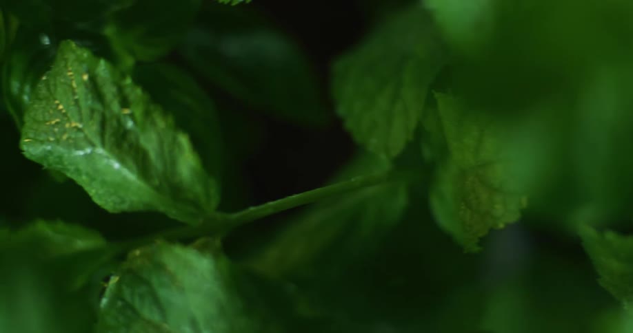 Wet leaves on plants shine in the sunlight as it lightly rains