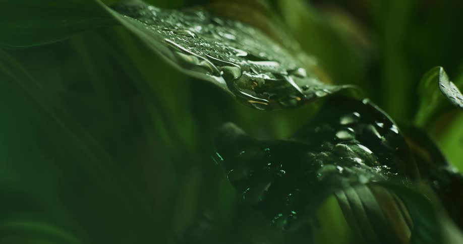 Water drops falling on a plant and covering its leaves