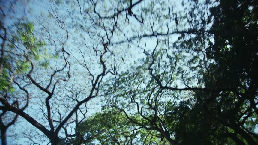 Traveling under green tree branches on a bright sunny day