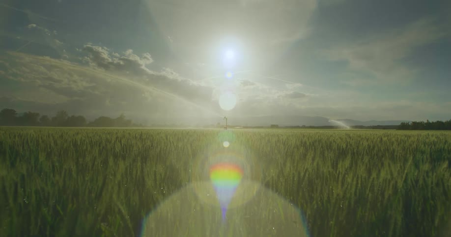 View of a crop swaying in the breeze, sun flares into the lens