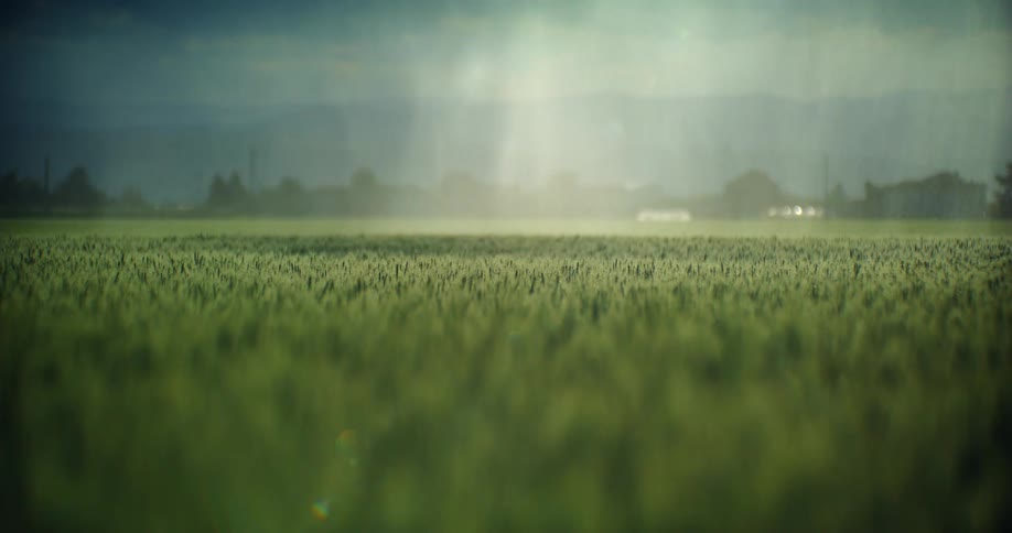 Close up view of grass in a field is displayed