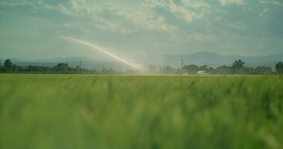 Sprinkler system irrigates a field with a green crop