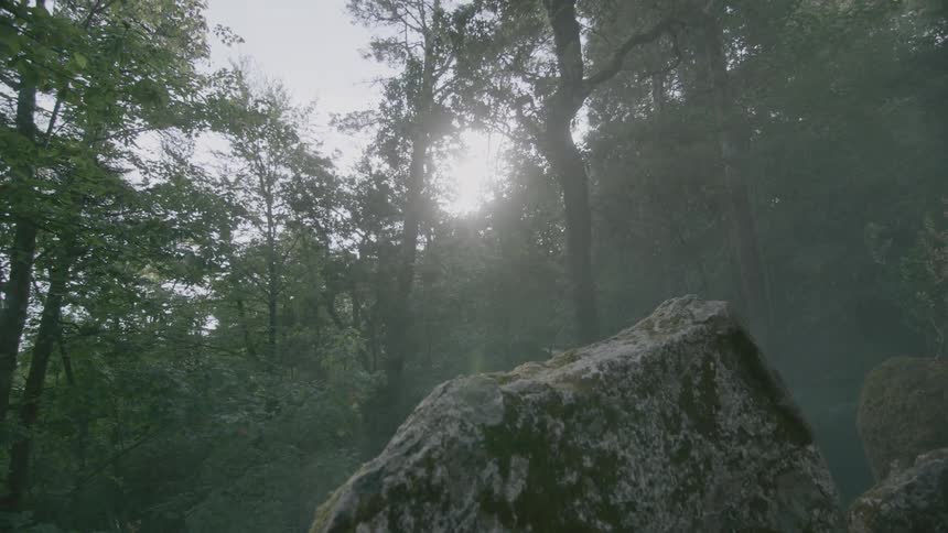 Fog floats in the woods
