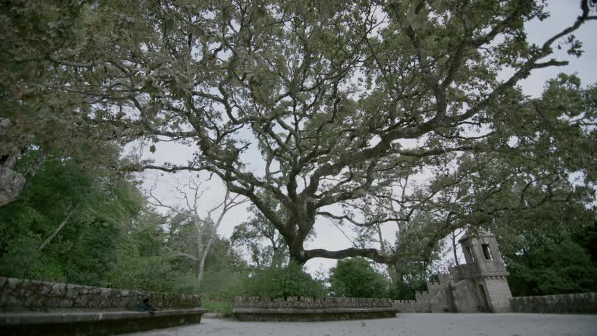 A tree on a cloudy day