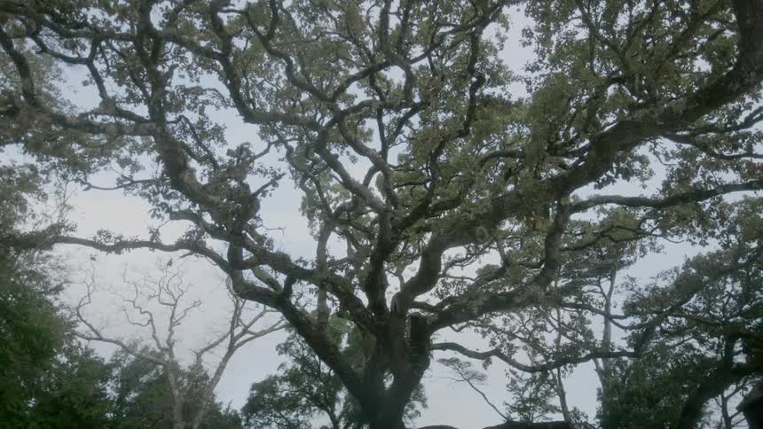 A budding tree during the day