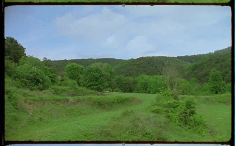 A view of a grass field at a forest