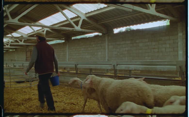 A farmer taking out sheep