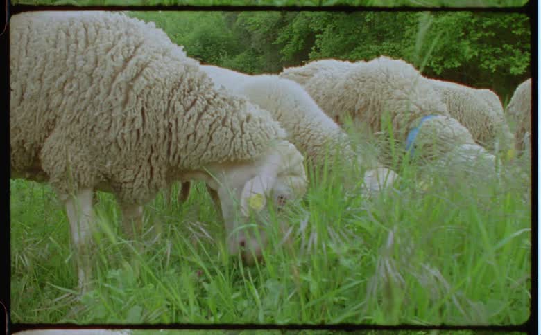 Sheep are outdoors and grazing on grass