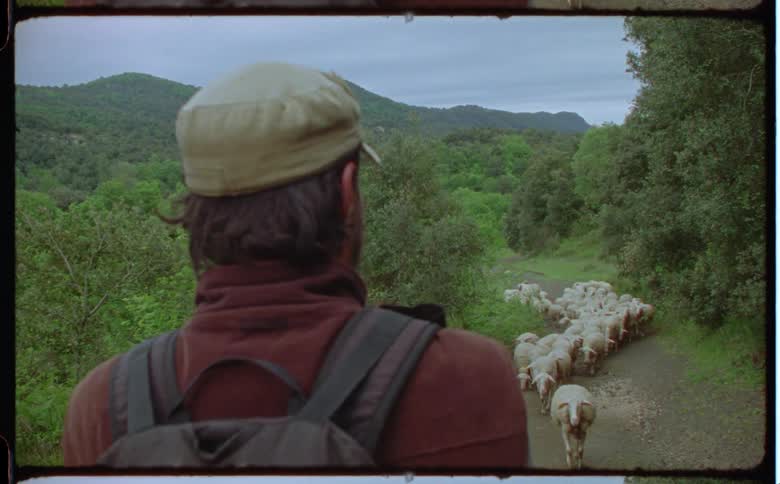Man with brown cap backpack and red jacket watches a flock of sheep in the forest