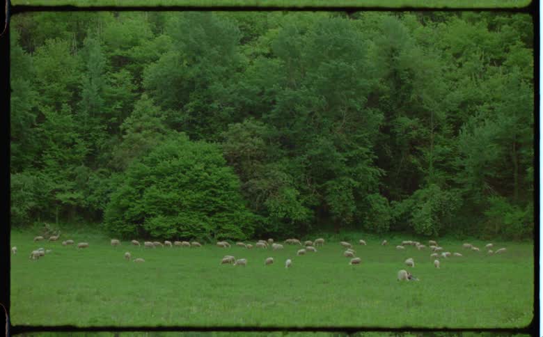 Sheep cover the field by the forest