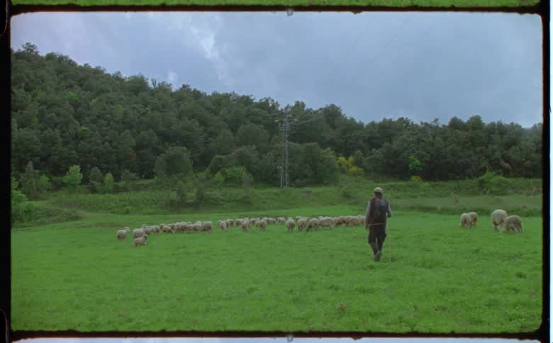Shepherd with brown cap backpack jacket and pants takes care of a flock of sheep in grassy field on cloudy day