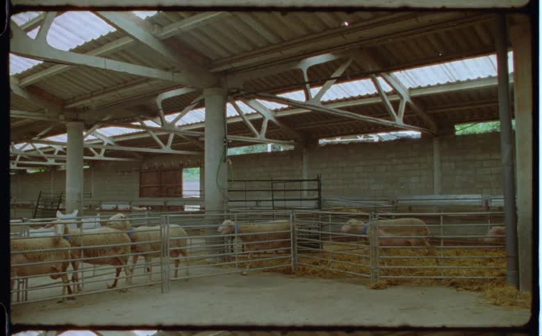 A flock of sheep lining up in sheep shed