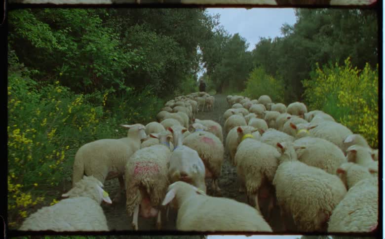 A person is leading a herd of sheep