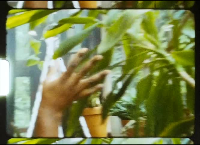 A woman checks on plants in the greenhouse