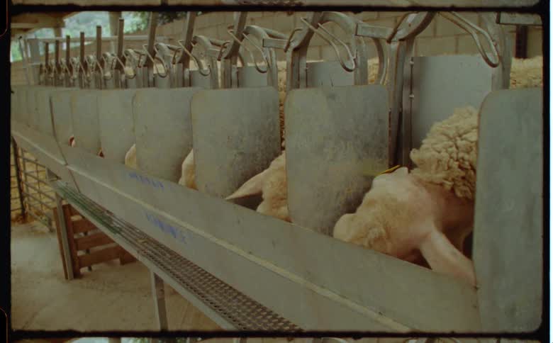Sheep are lined up in stalls as they move their heads as they eat