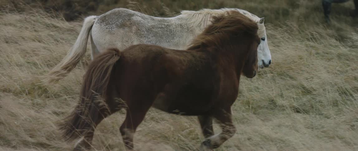Horses are walking around a grassland area