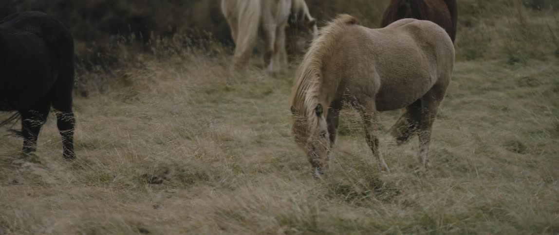 A group of horses are grazing on the grass