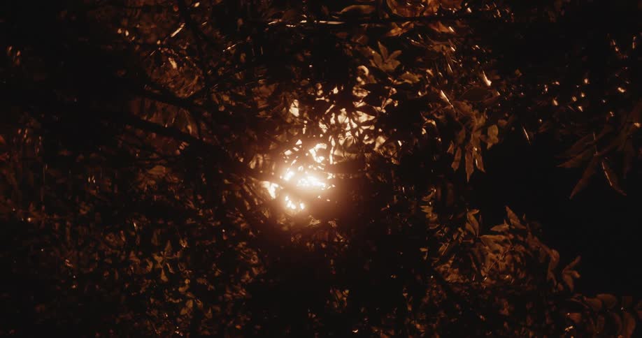Bright sunlight shines through tall tree tops