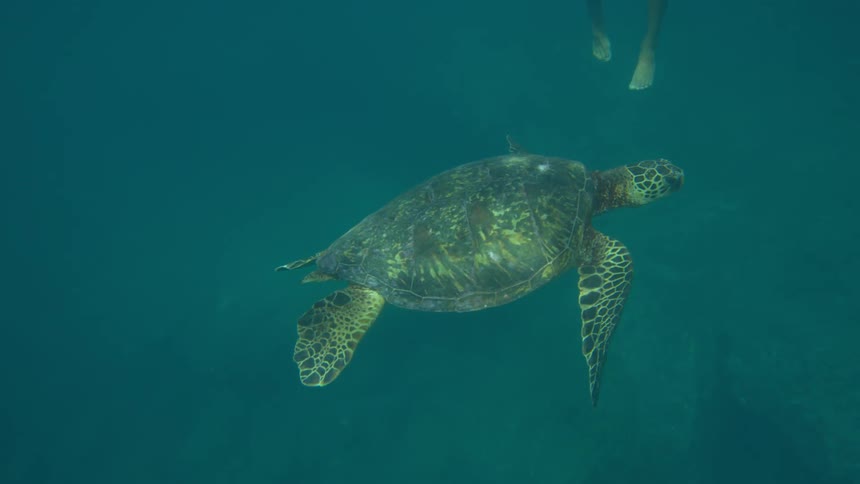 A turtle swims under water as a man swims down to see it