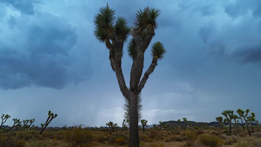 Tress and plants in barren desert