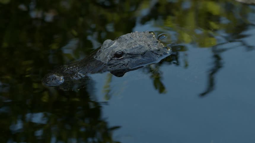 An alligator sits partially submerged under water