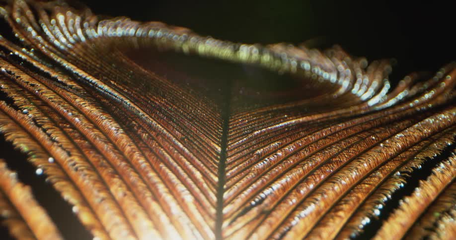 A bright light shines on a peacock feather