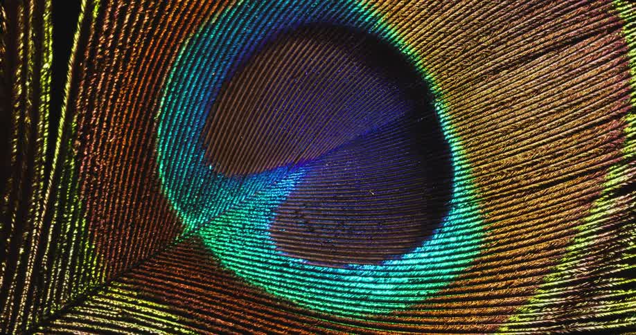 Colors of a peacock feather twinkle as light move in the darkness