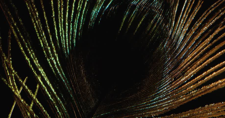 A light shining on a peacock feather