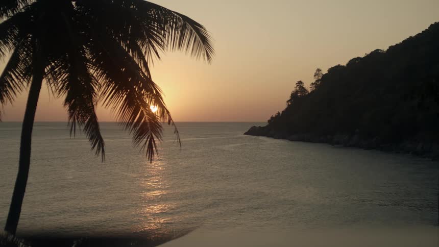 A palm tree on the shore with the sun setting