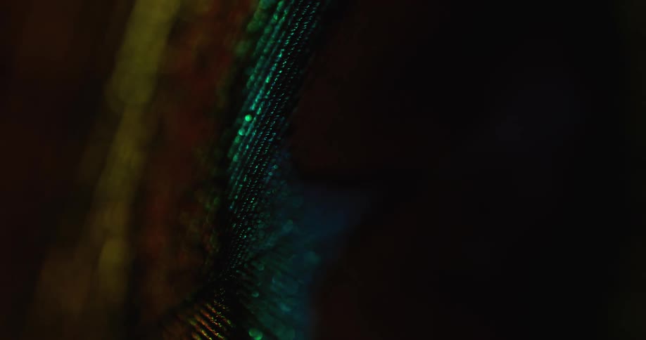 A peacocks feathers glimmer under a light