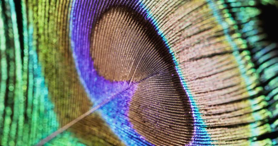 A pattern of colored lights move in the darkness and take the form of a peacock feather