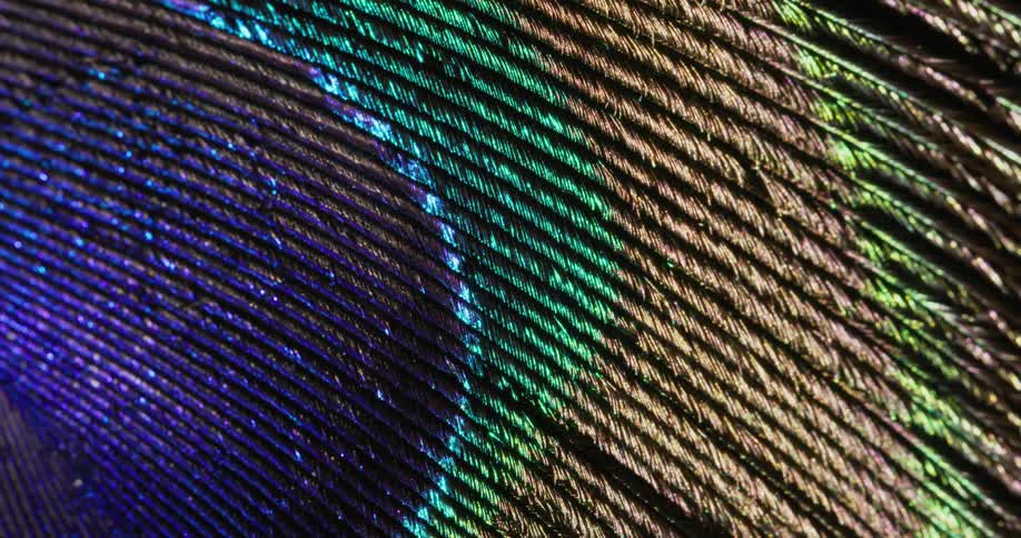 A peacock feather glimmers in a microscope
