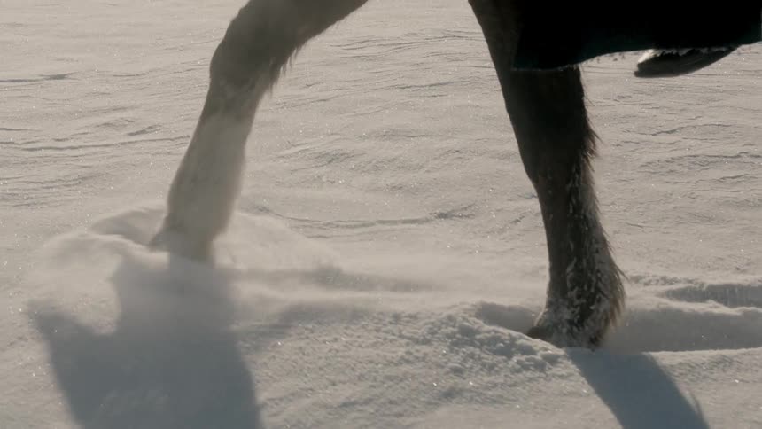 A horse is walking in the snow