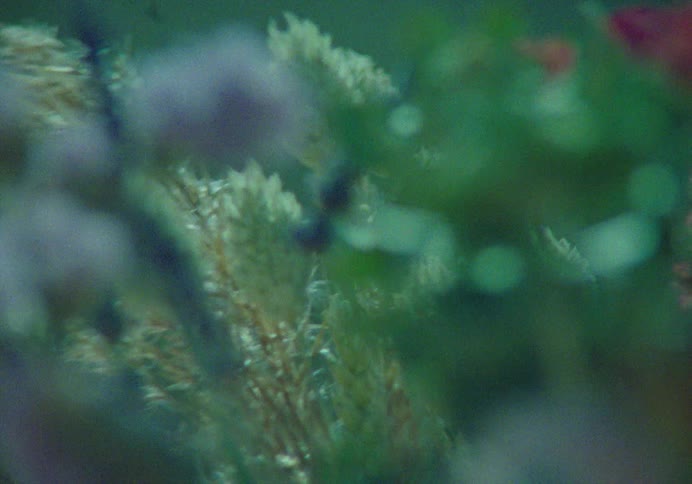 Flowers are moving in the breeze on a sunny day