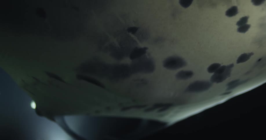 A stingray swims underwater