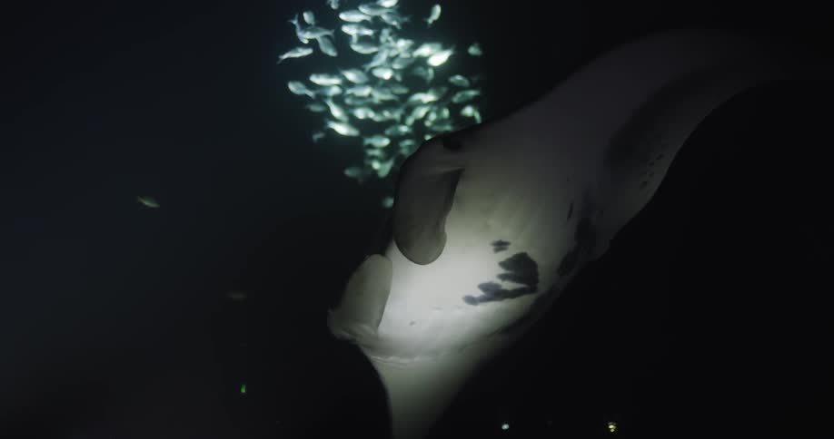 A stingray swims past a school of fish underwater