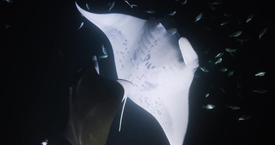Underwater footage of manta rays illuminated by a spotlight on the dark ocean water