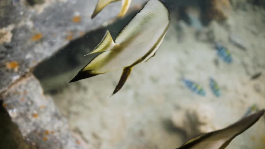 Tropical fish swim side by side above the ocean floor