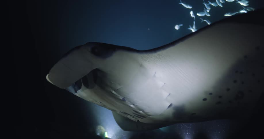 Fish swimming under water