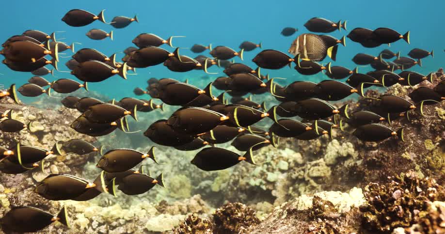 A school of fish swim underwater